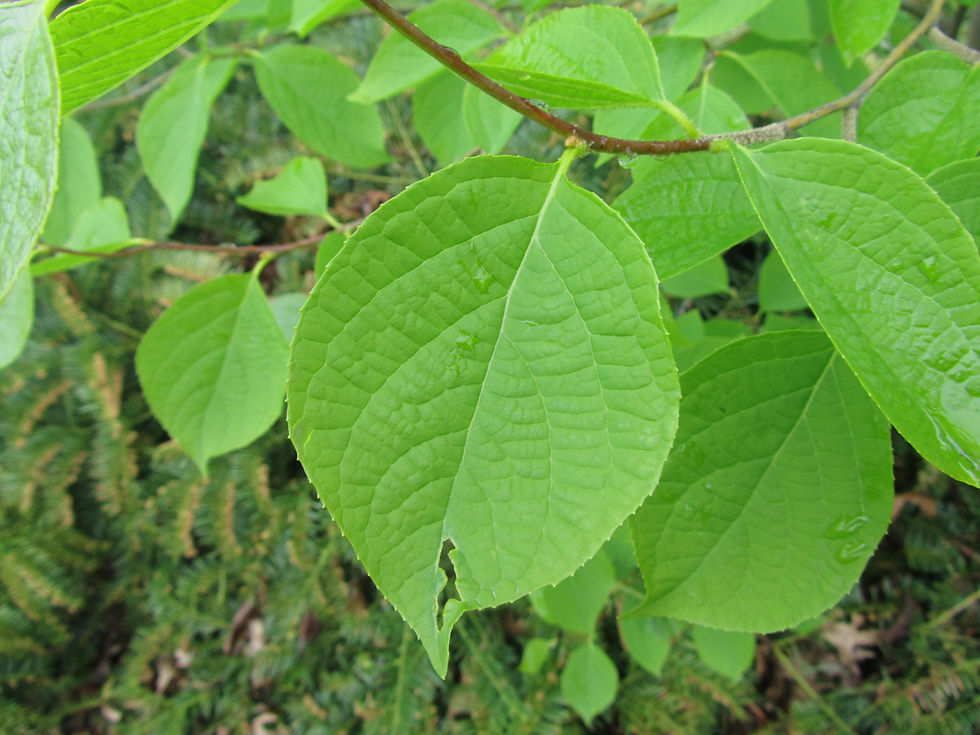 Styrax hemsleyanus
