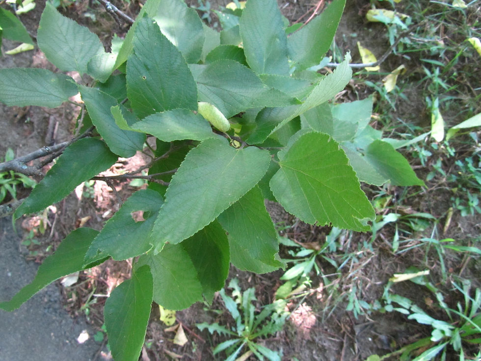 Celtis occidentalis