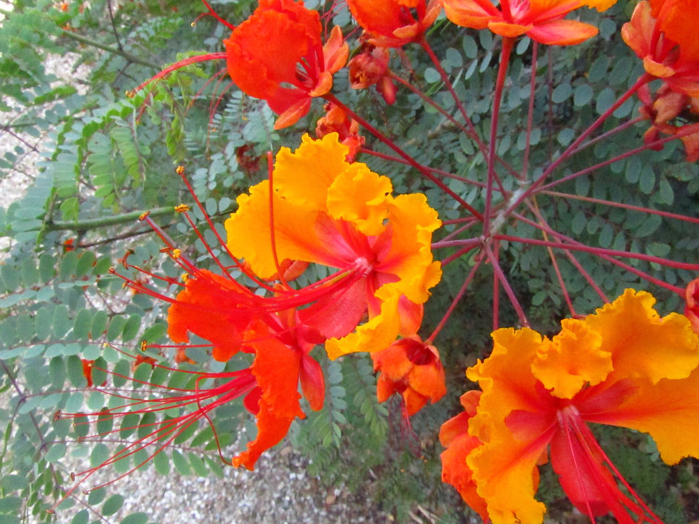 Caesalpinia pulcherrima