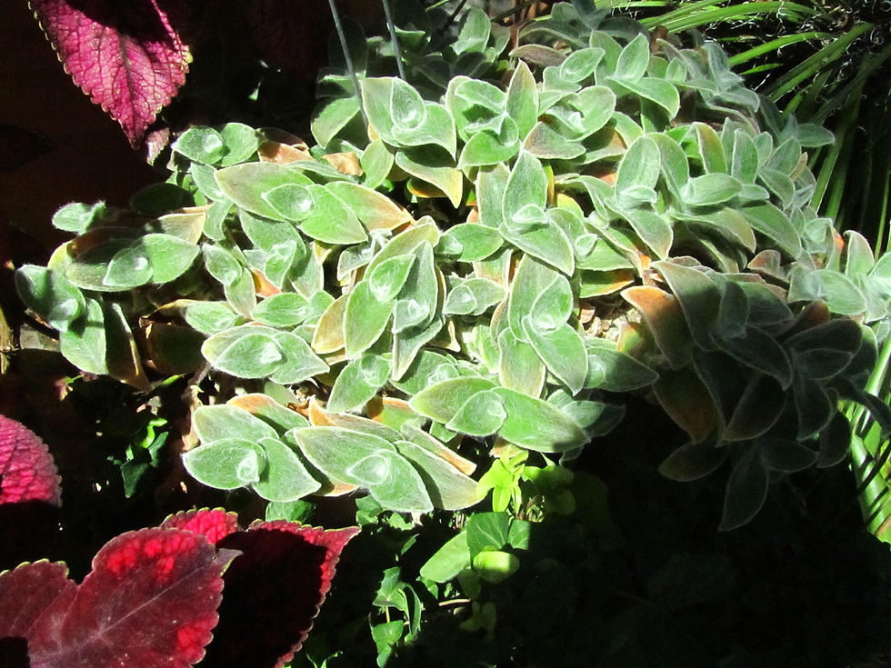 Tradescantia sillamontana 'White Velvet'