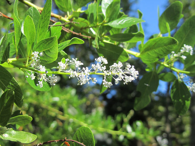 IMG_2203 (Populus tremuloides).jpg