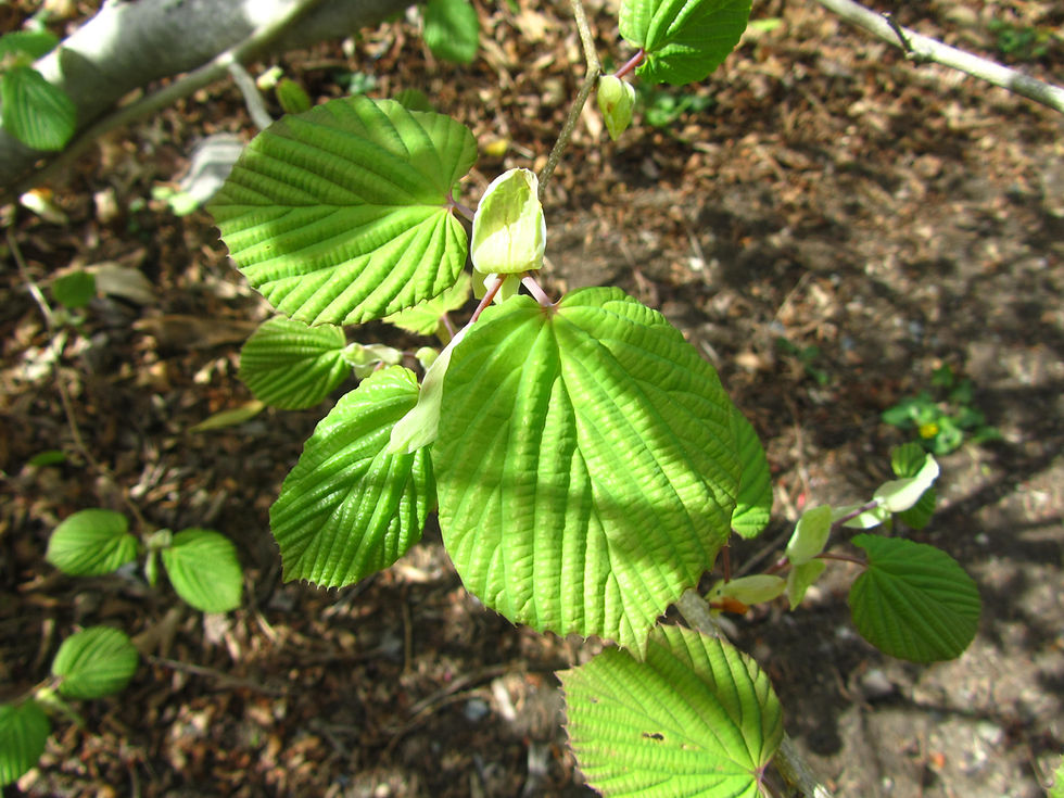 Corylopsis coreana
