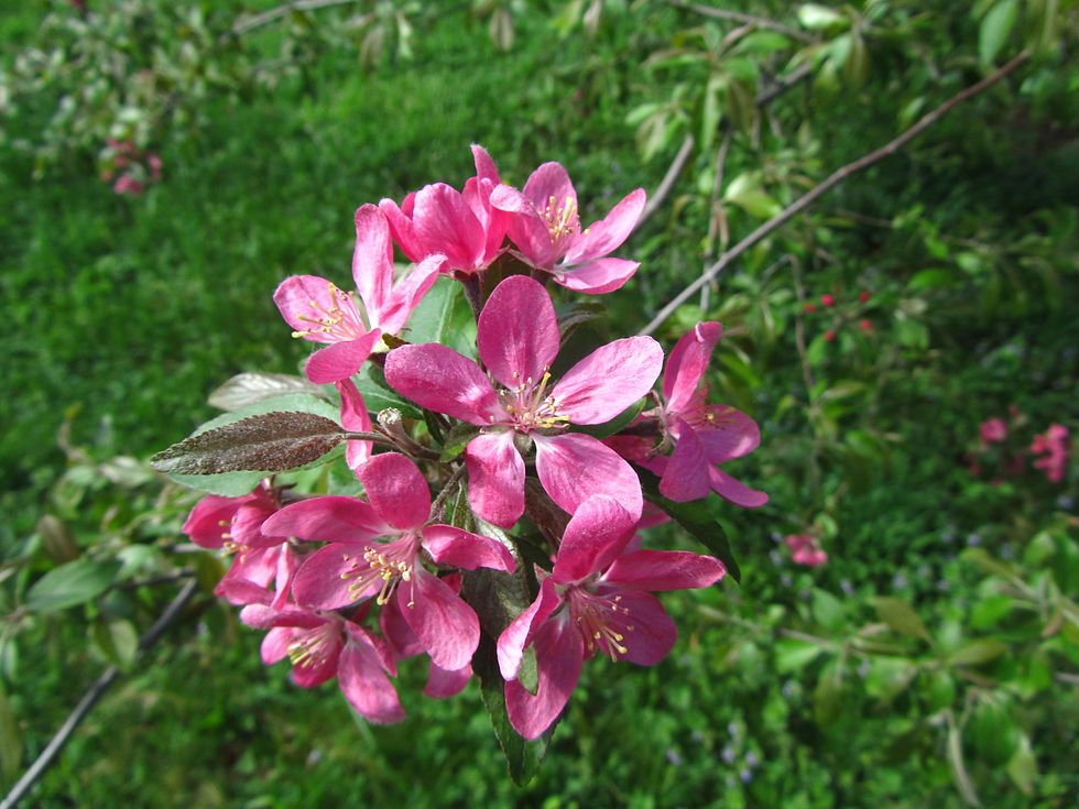 Malus x purpurea