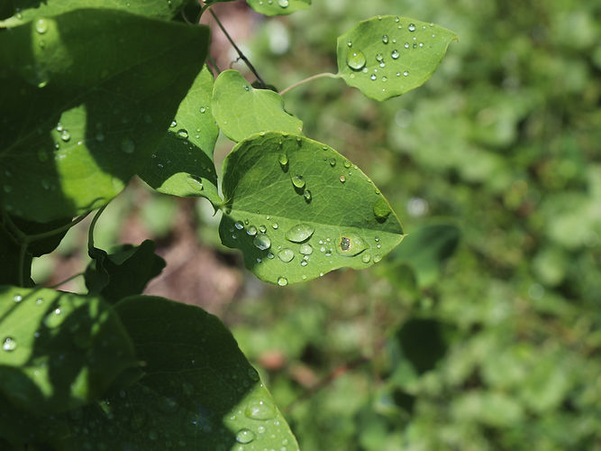 IMG_2203 (Populus tremuloides).jpg
