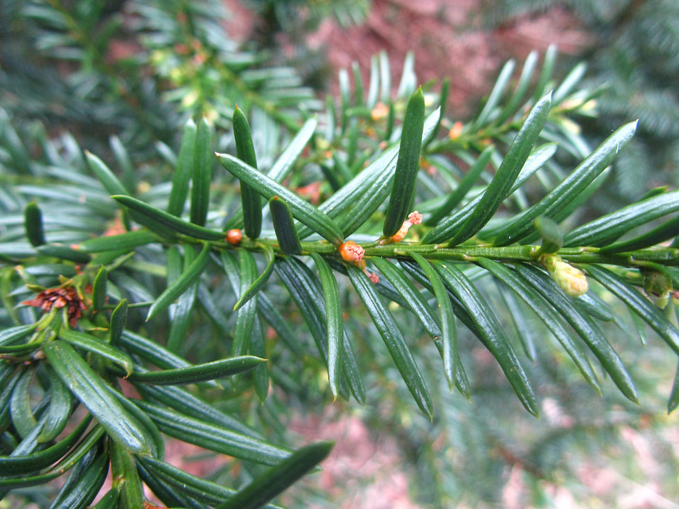 Taxus canadensis