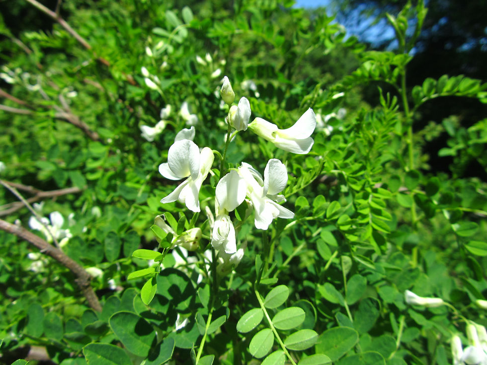 Sophora davidii