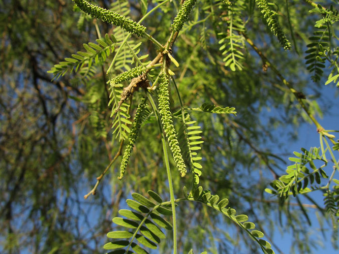 IMG_2203 (Populus tremuloides).jpg