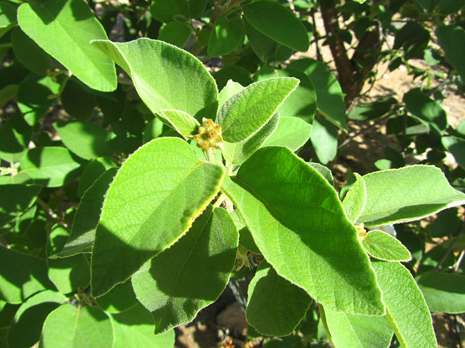 IMG_2203 (Populus tremuloides).jpg