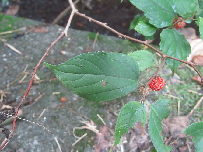 IMG_2203 (Populus tremuloides).jpg