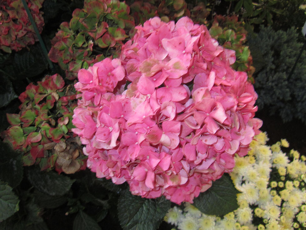 Hydrangea macrophylla 'Glowing Embers'