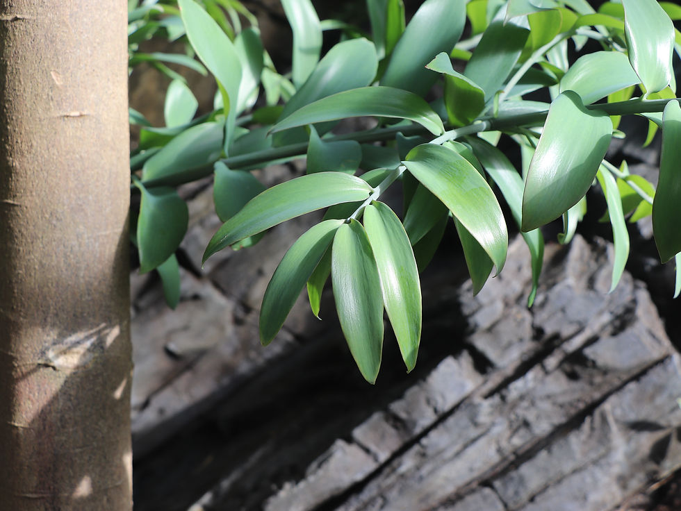 Agathis robusta
