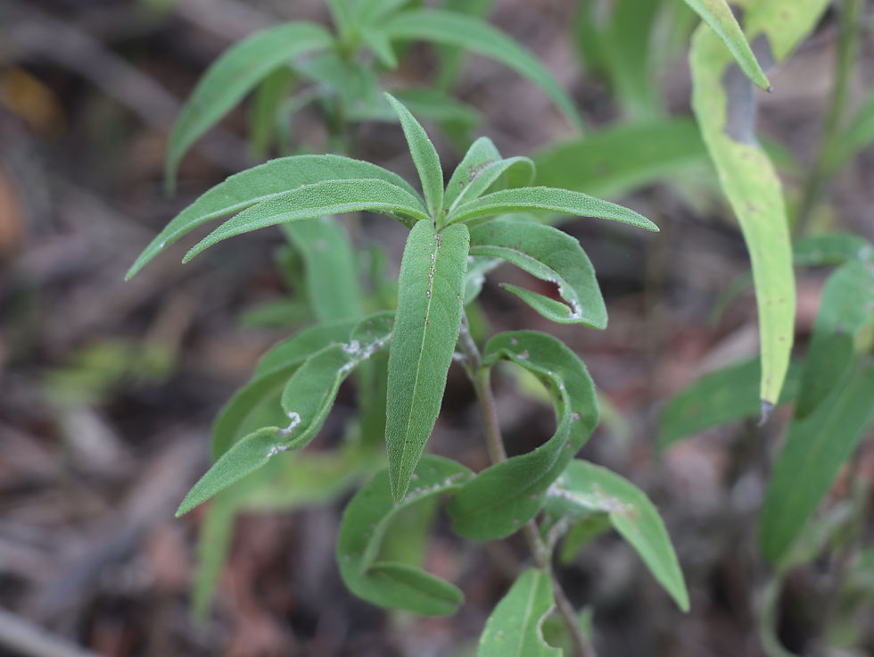 Helianthus maximiliani