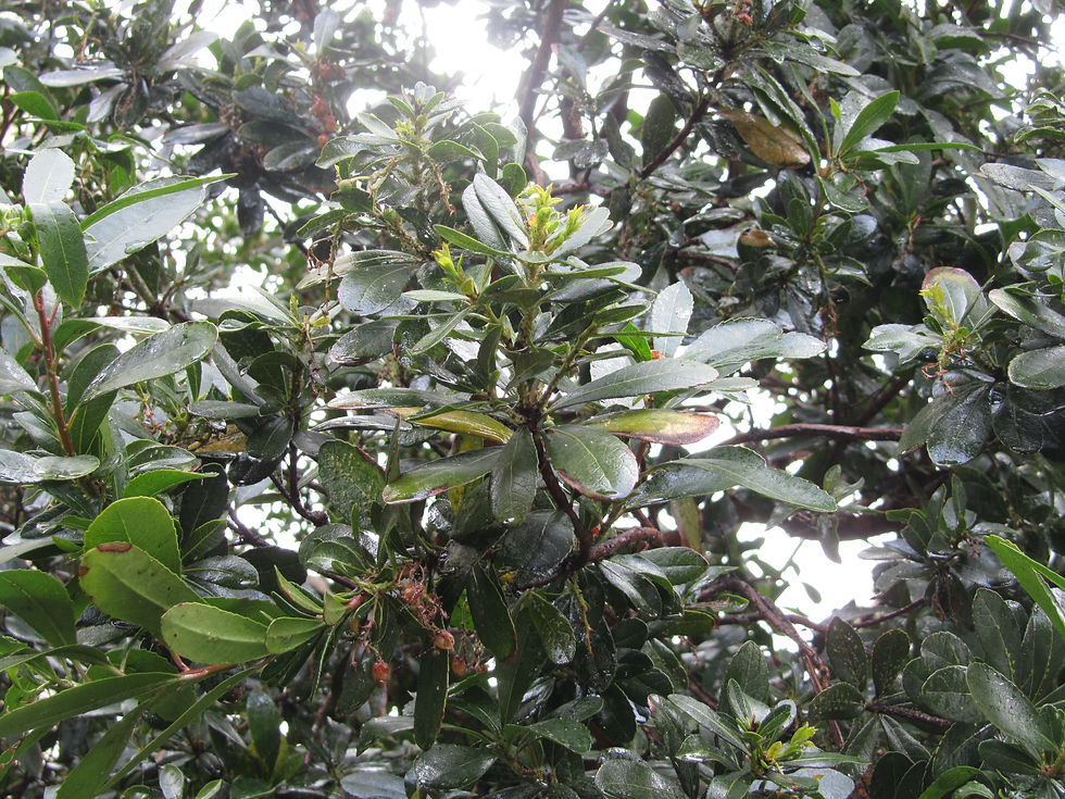 Arbutus unedo