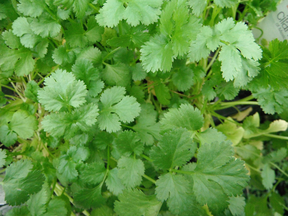 Coriandrum sativum