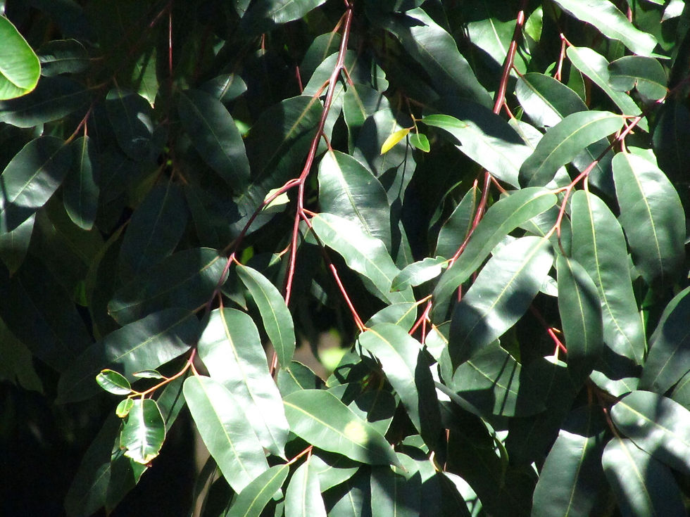 Eucalyptus deglupta