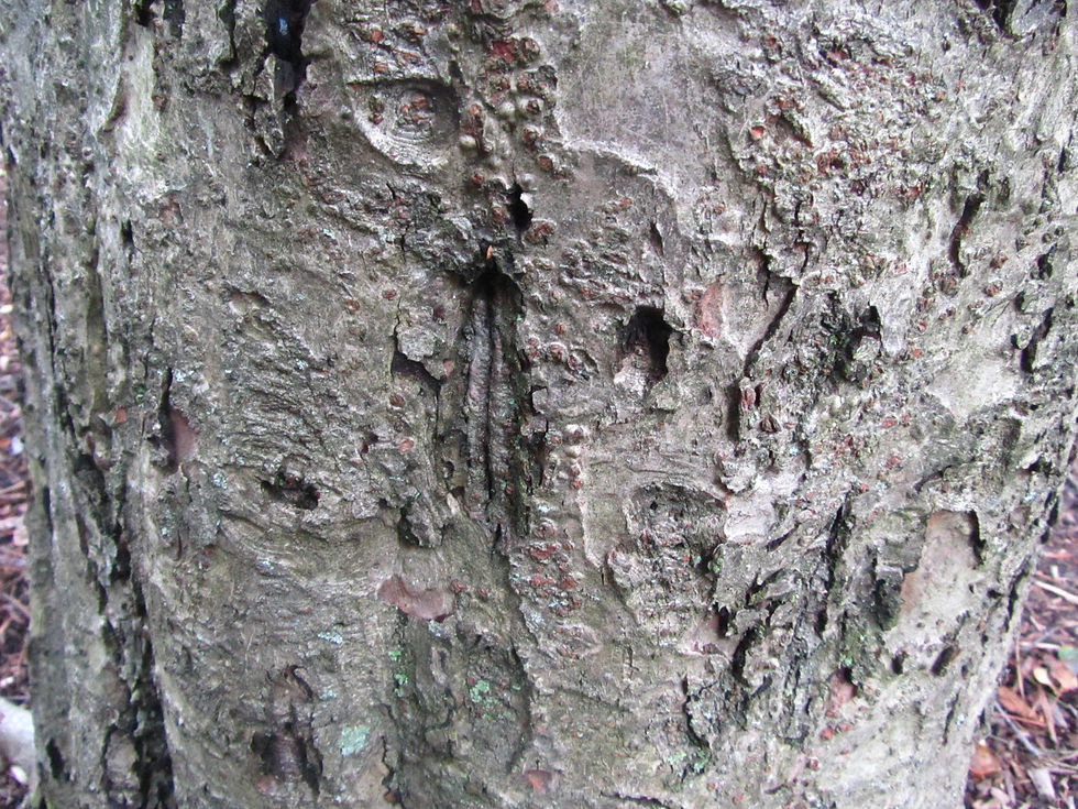 Malus orientalis