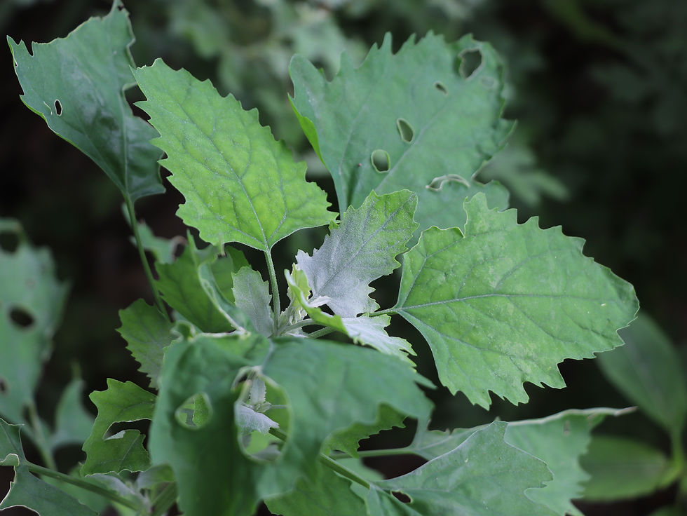 Chenopodium album