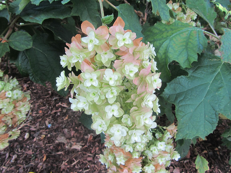 Hydrangea quercifolia 'Brido'