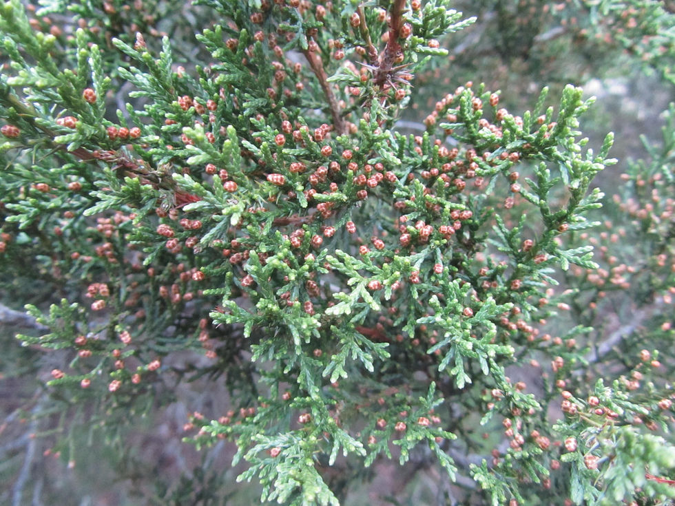 Juniperus pinchotii
