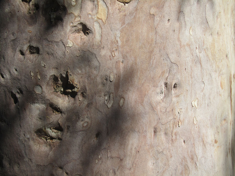 Angophora costata