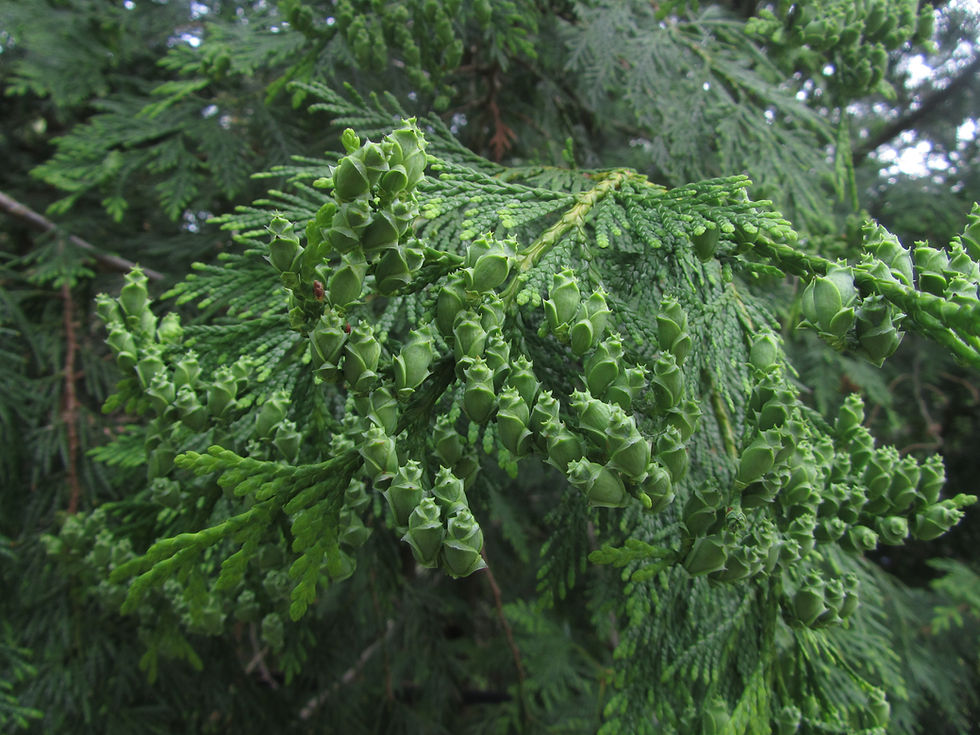 Thuja plicata