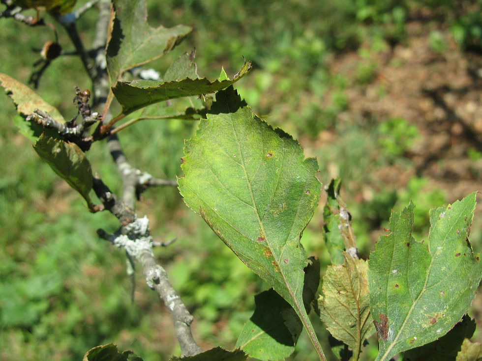 Crataegus scabrida