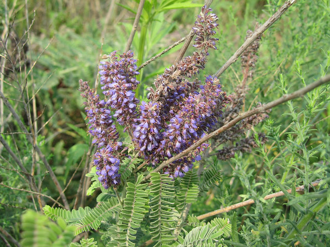 IMG_2203 (Populus tremuloides).jpg