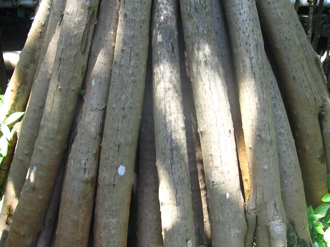 IMG_2203 (Populus tremuloides).jpg