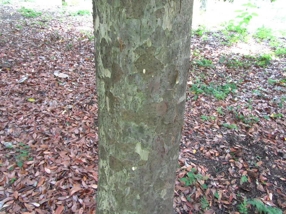 Litsea coreana
