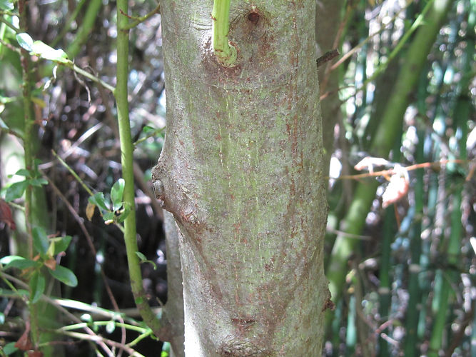 IMG_2203 (Populus tremuloides).jpg