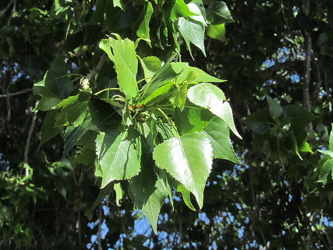 IMG_2203 (Populus tremuloides).jpg