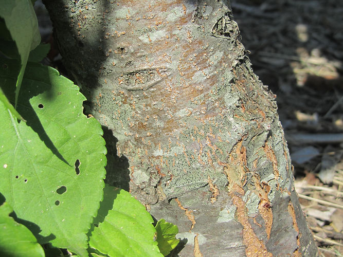 IMG_2203 (Populus tremuloides).jpg