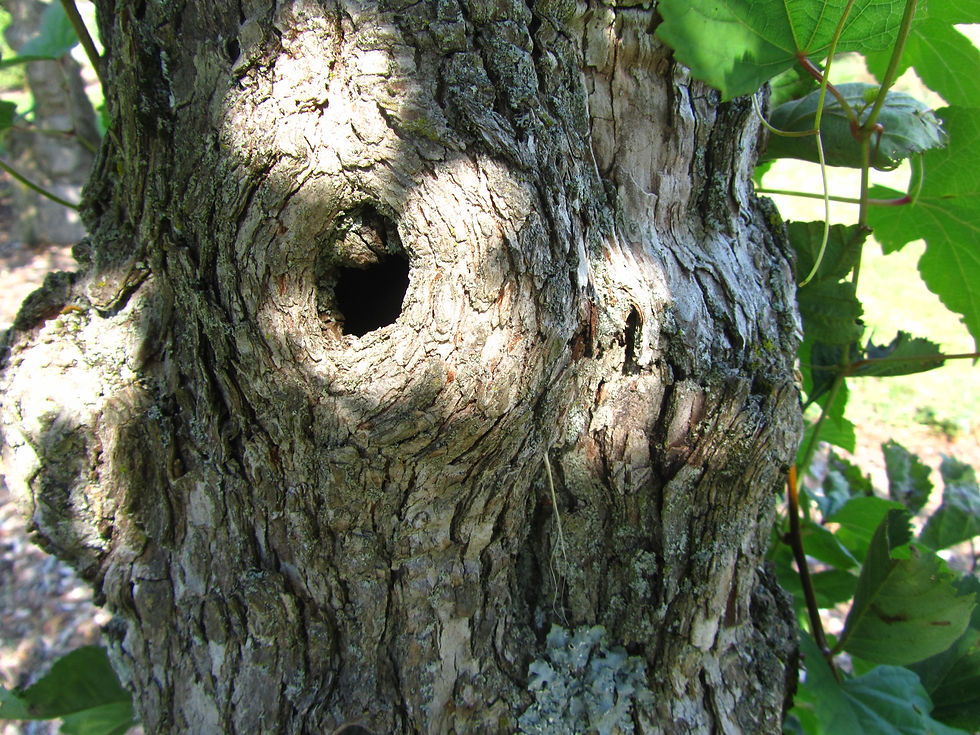 Crataegus macracantha