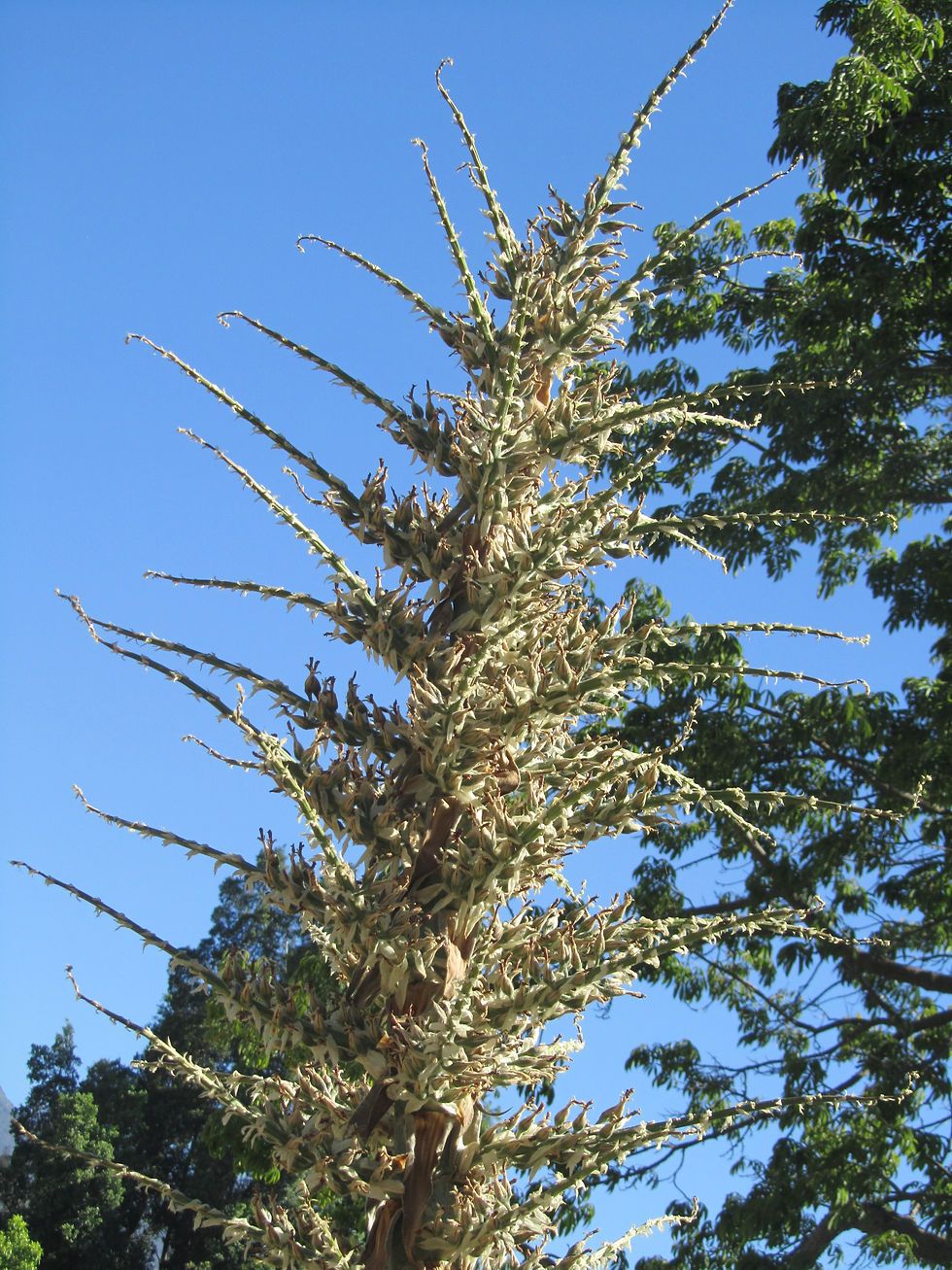Puya x berteroniana