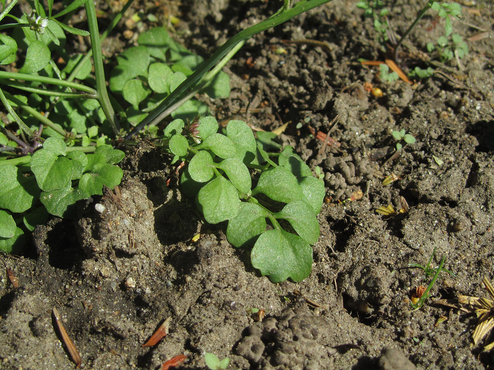 Cardamine hirsuta