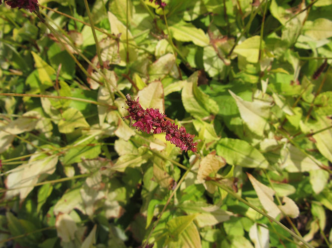 IMG_2203 (Populus tremuloides).jpg