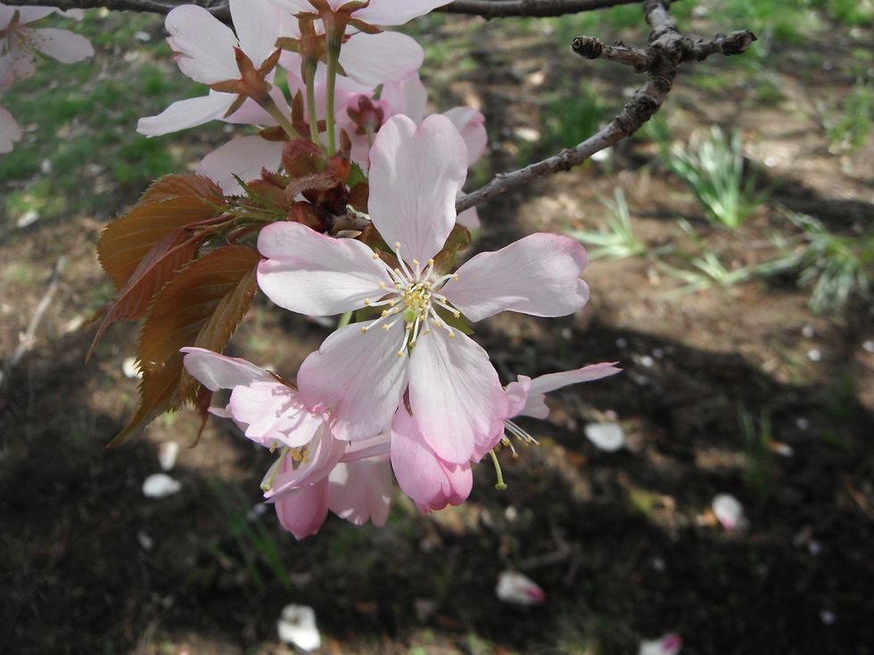 Prunus sargentii