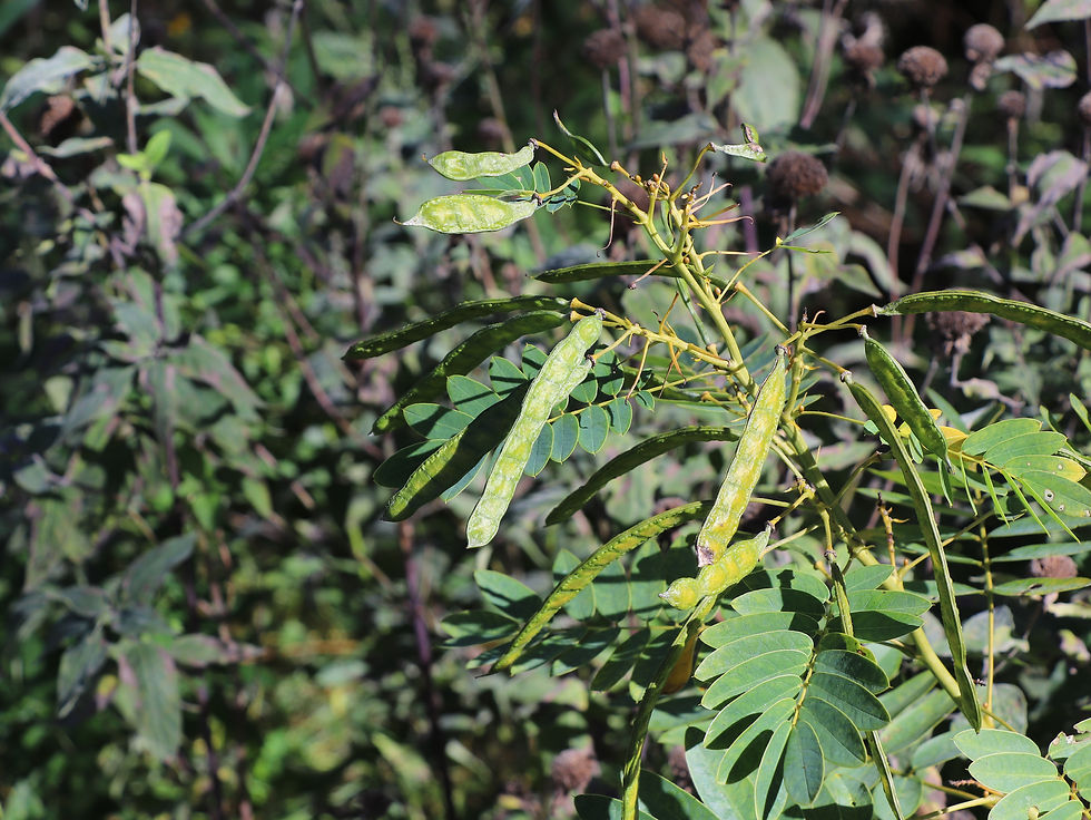 Senna hebecarpa