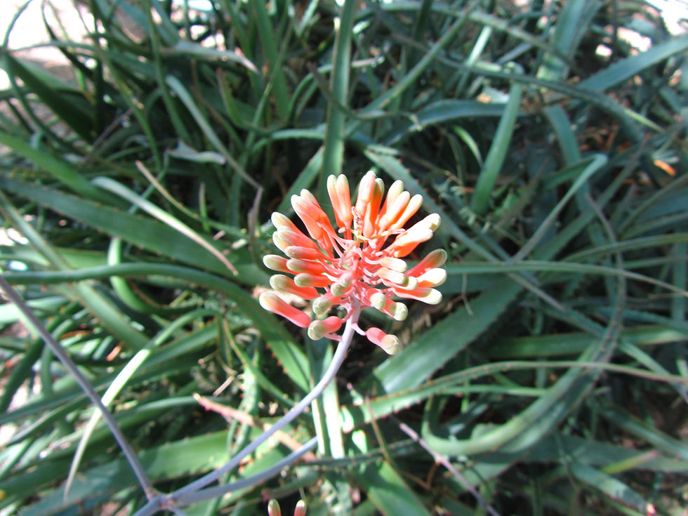 Aloe camperi