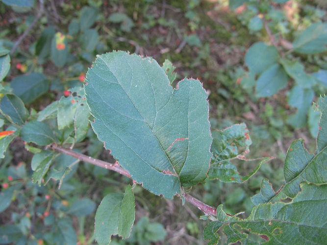 IMG_2203 (Populus tremuloides).jpg