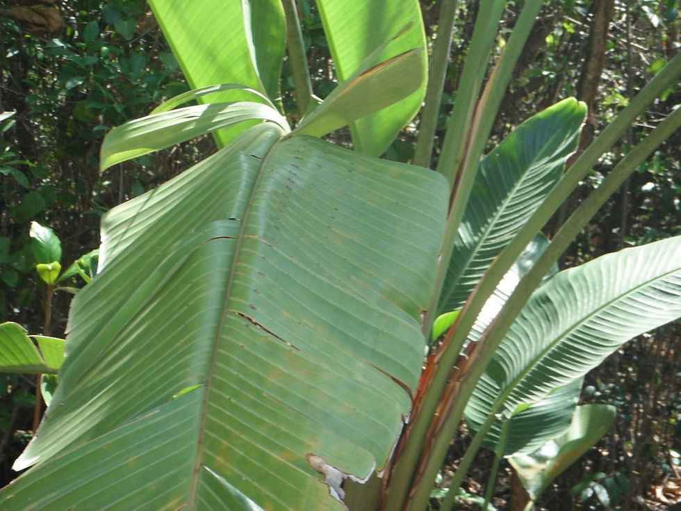 Ravenala madagascariensis