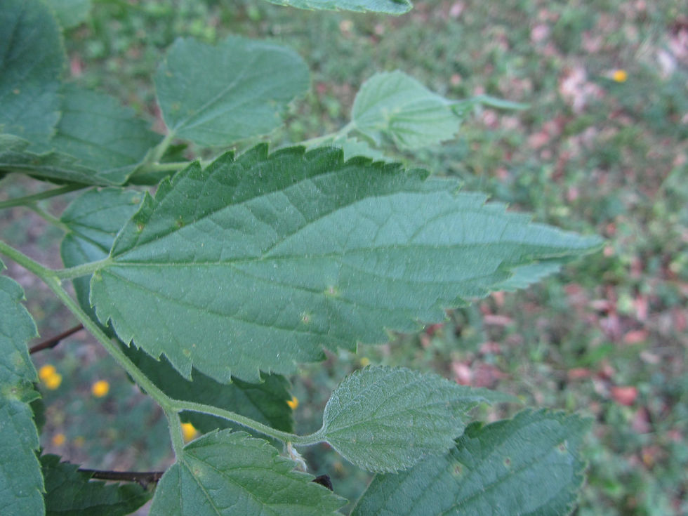 Celtis australis