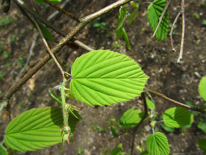 IMG_2203 (Populus tremuloides).jpg