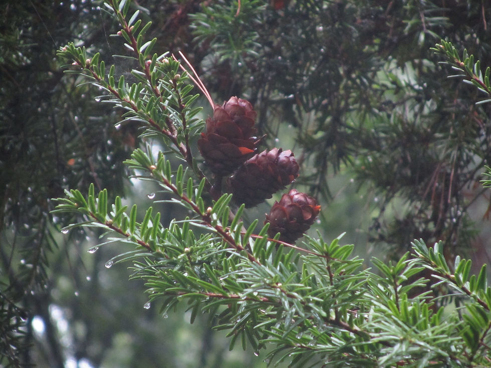 Keteleeria davidiana var. formosana