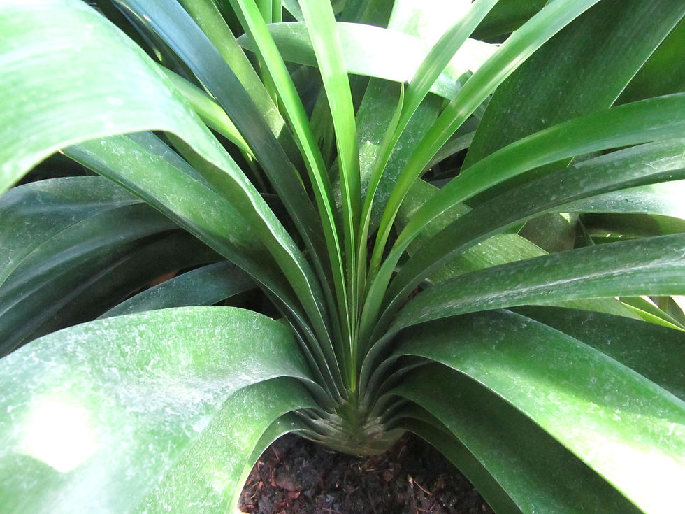 Clivia miniata
