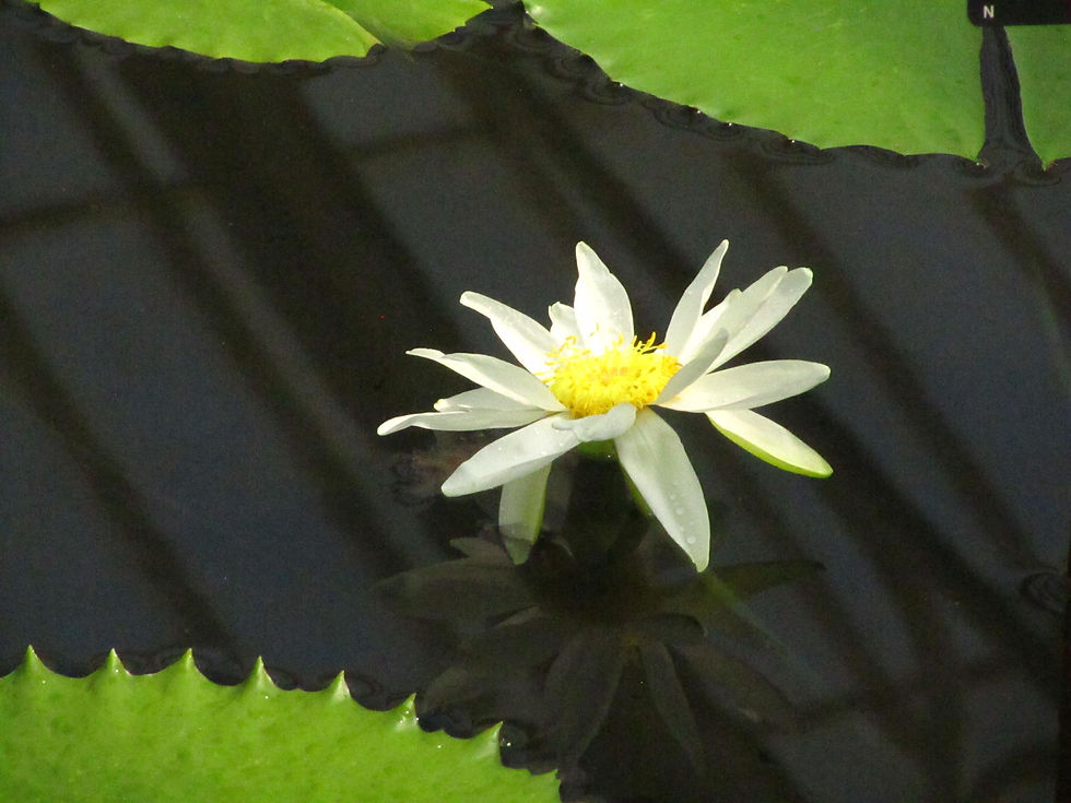 Nymphaea carpentariae