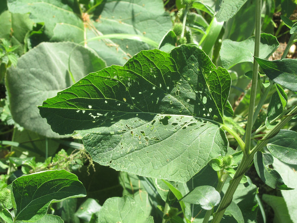 Arctium minus