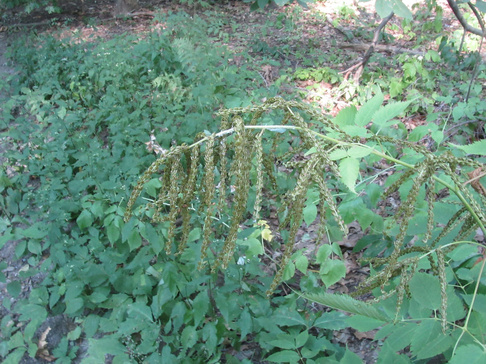 Aruncus dioicus var. dioicus