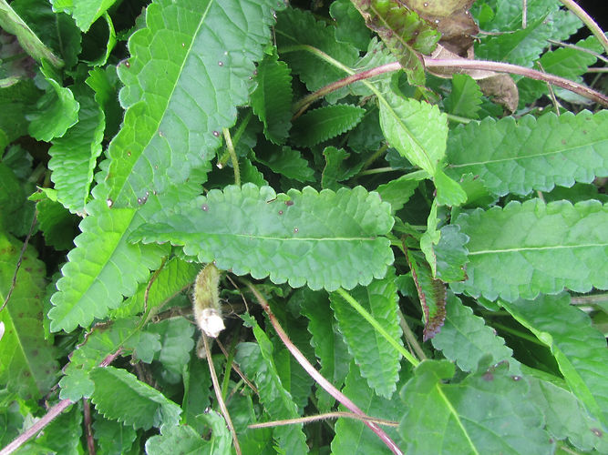 IMG_2203 (Populus tremuloides).jpg