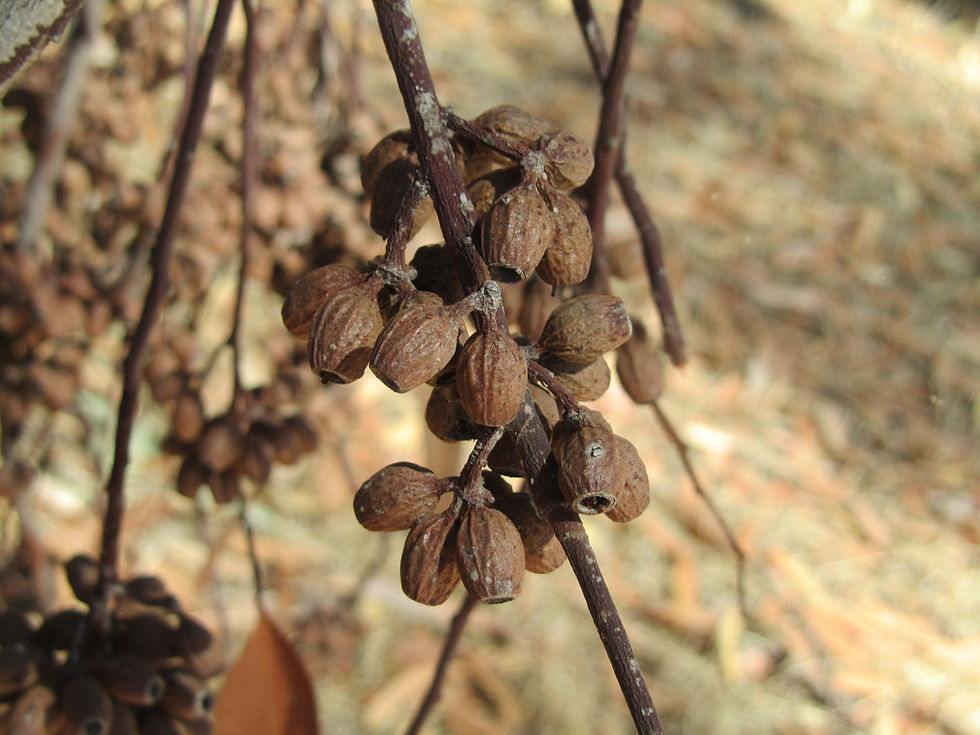 Eucalyptus cladocalyx